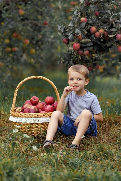 Bahçede Yardım Sepete Toplama Elma Toplama Küçük Sarışın Çocuk — Stok fotoğraf