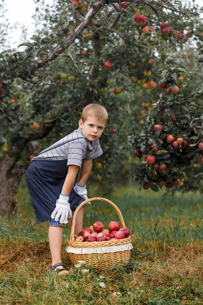 Маленький Блондинка Допомагає Саду Збирає Яблука Кошику — стокове фото