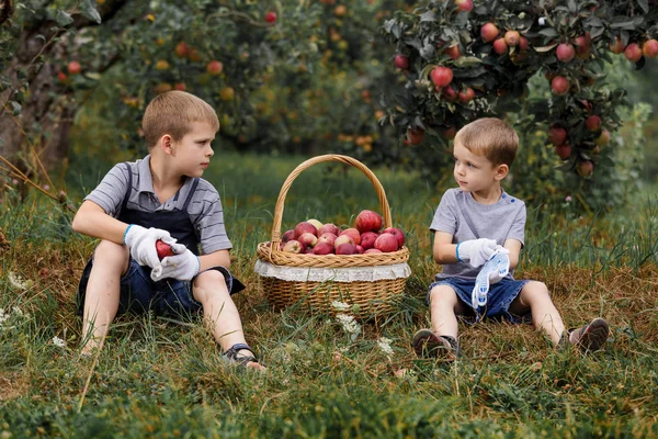 Два Маленьких Блондинки Допомагають Саду Збирають Яблука Втомлені Брати Сидять — стокове фото