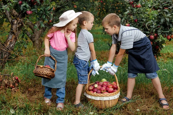 Два Брати Сестра Збирають Стиглі Червоні Яблука Саду Маленькі Діти — стокове фото