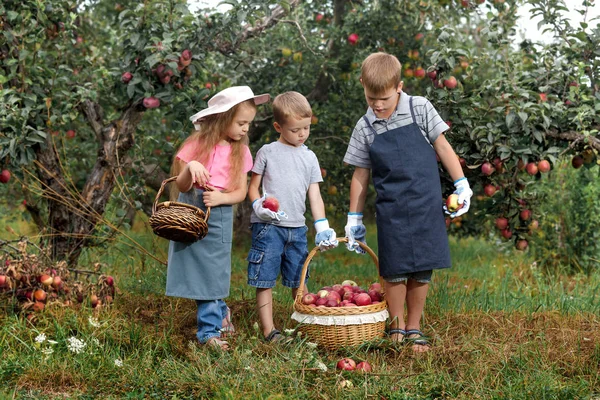 Erkek Kardeşi Kız Kardeşi Olgun Kırmızı Elma Bahçesinde Hasat Küçük — Stok fotoğraf