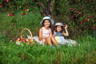 Küçük kızlar Olgun kırmızı elmalar büyük bir sepet içinde toplar. İki kız kardeş olan elma ağaçlarının arka plan karşı çim oturmak.