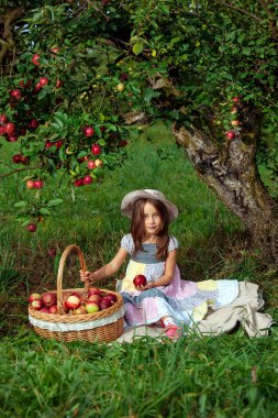 Küçük kız Olgun kırmızı elmalar büyük bir sepet içinde toplar.