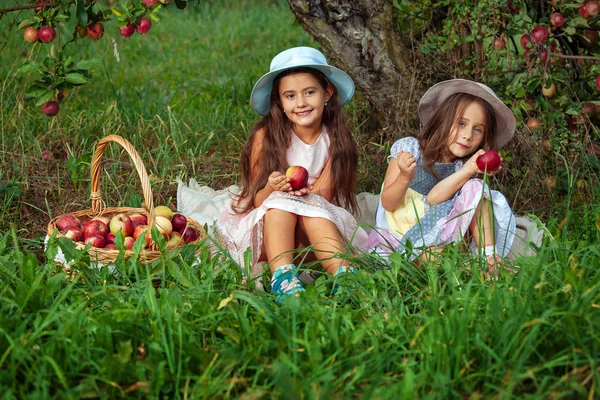 Маленькі Дівчата Збирають Стиглі Червоні Яблука Великому Плетеному Кошику Дві — стокове фото