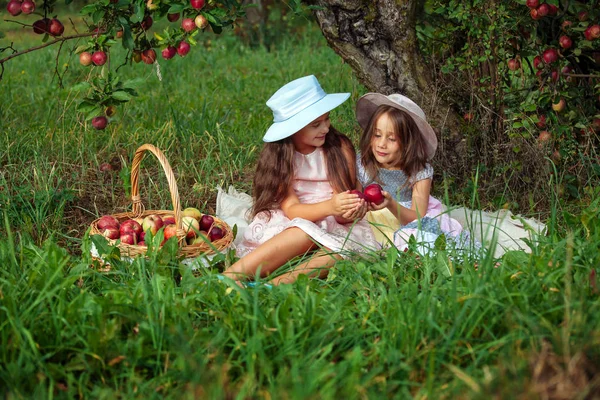 Kleine Mädchen Sammeln Reife Rote Äpfel Einem Großen Weidenkorb Zwei — Stockfoto