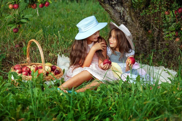Küçük kızlar Olgun kırmızı elmalar büyük bir sepet içinde toplar. İki kız kardeş olan elma ağaçlarının arka plan karşı çim oturmak.
