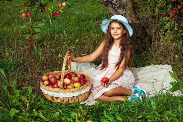 Menina Recolhe Maçãs Vermelhas Maduras Uma Grande Cesta Vime — Fotografia de Stock