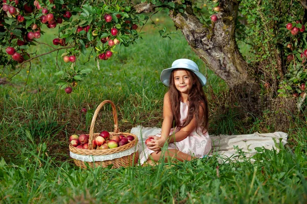 Kleines Mädchen Sammelt Reife Rote Äpfel Einem Großen Weidenkorb — Stockfoto