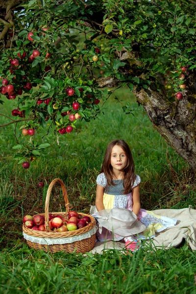 Küçük Kız Olgun Kırmızı Elmalar Büyük Bir Sepet Içinde Toplar — Stok fotoğraf