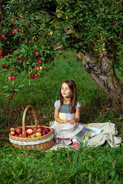 Küçük kız Olgun kırmızı elmalar büyük bir sepet içinde toplar.