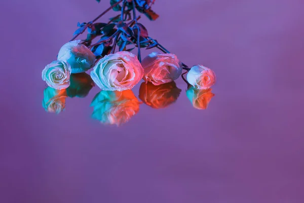 Букет Розовых Фиолетовых Синих Роз Ярком Фоне Тенью — стоковое фото
