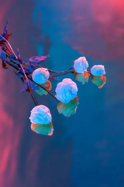 Kytice Růží Růžové Fialové Modré Světlé Pozadí Stínem — Stock fotografie