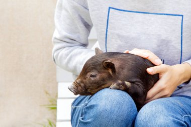 Vietnamca doğurmak bir siyah domuz bir kadının kucağına oturuyor. Küçük bir domuzcuk kadın el ele tutuşur.