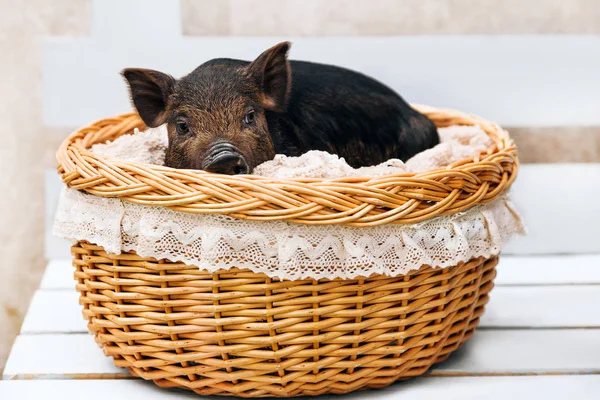 One Black Pigs Vietnamese Breed Sits Wicker Basket Cute Little — Stock Photo, Image