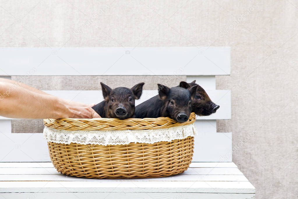 Three black pigs of Vietnamese breed sit in a wicker basket. Cute little black piglets on a white background.