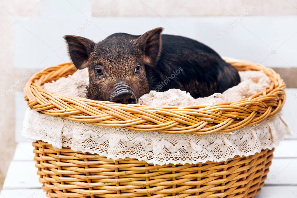 One black pigs of Vietnamese breed sits in a wicker basket. Cute little black piglet on a white background.