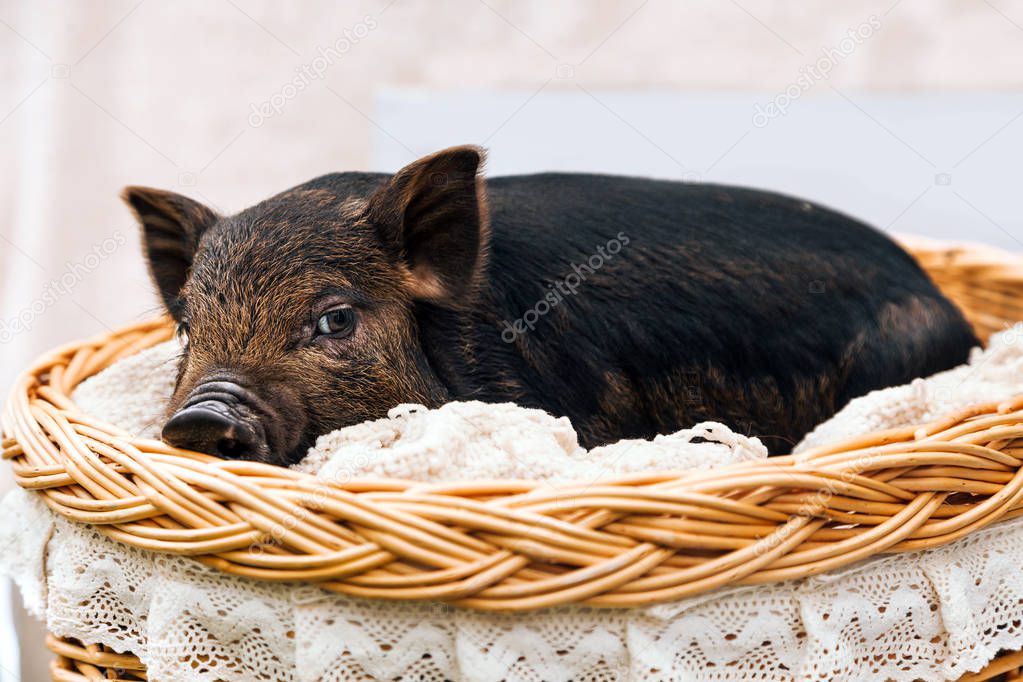 One black pigs of Vietnamese breed sits in a wicker basket. Cute little black piglet on a white background.