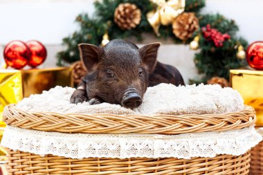 Vietnamca doğurmak bir siyah domuzlar Noel dekorasyonu yakınındaki bir hasır sepet içinde oturur. Yeni yıl kavramı.