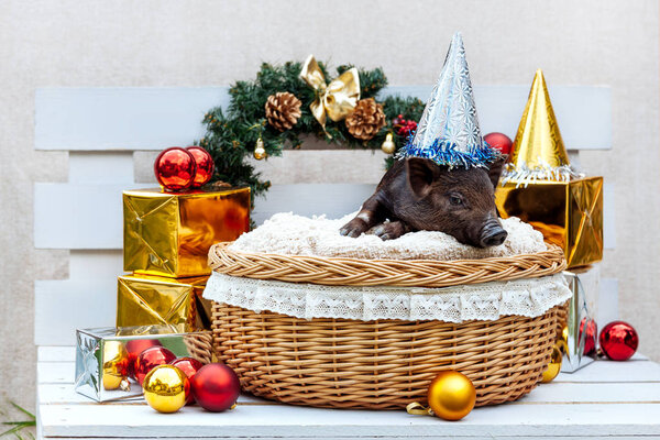 One black pigs of Vietnamese breed sits in a wicker basket near the Christmas decoration. Cute little black piglet with funny hat on the New Year.