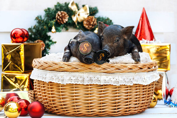 Two black pigs of Vietnamese breed sits in a wicker basket near the Christmas decoration. Cute little black piglets with funny glasses on the New Year.