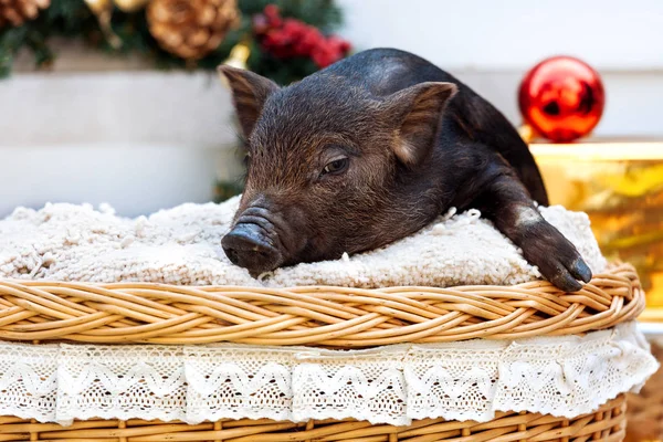 Vietnamca doğurmak bir siyah domuzlar Noel dekorasyonu yakınındaki bir hasır sepet içinde oturur. Yeni yıl kavramı.