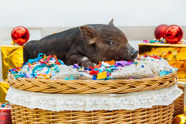 One black pigs of Vietnamese breed sits in a wicker basket near the Christmas decoration. Cute little black piglet with confetti on the New Year.