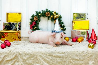 İki beyaz domuz Noel dekorasyonu oturur. Sevimli küçük domuzcuklar yeni yıl komik kapaklar ile.