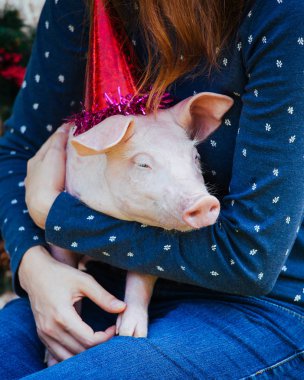 Küçük beyaz domuz kadın eli üzerinde oturuyor. Komik piggie yılbaşı oyuncakları kırmızı bere ile zemin karşı.