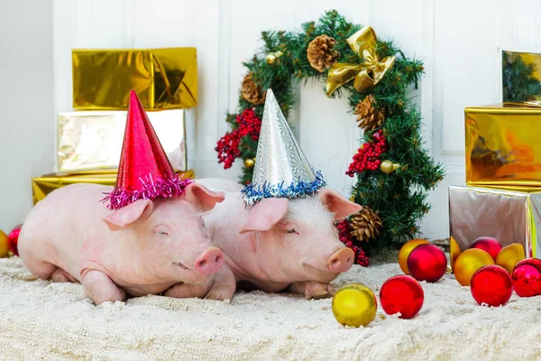 Δύο Λευκά Γουρούνια Κάθεται Κοντά Χριστούγεννα Διακόσμηση Χαριτωμένα Μικρά Χοιρίδια — Φωτογραφία Αρχείου