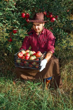 Bahçe toplamak olgun elma genç mutlu adam. Bahçede bir işçi ile elma onun elinde bir kutu.