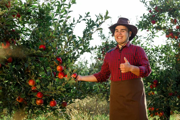 Mladý Šťastný Muž Zahradě Sbírat Pečená Jablka Majitel Jabloňový Sad — Stock fotografie