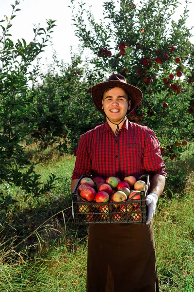 Mladý Šťastný Muž Zahradě Sbírat Pečená Jablka Pracovník Zahradě Krabicí — Stock fotografie