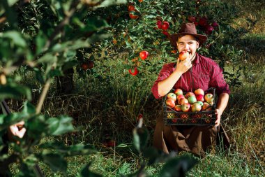Bahçe toplamak olgun elma genç mutlu adam. Adam gülüyor ve kameraya bakarak bir elma yiyor.