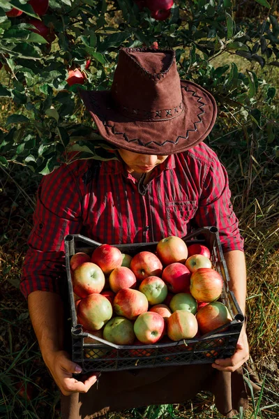 Bahçe Toplamak Olgun Elma Genç Mutlu Adam Bahçede Bir Işçi — Stok fotoğraf