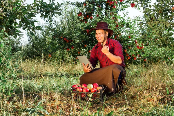 Młody Człowiek Szczęśliwy Ogrodzie Zbierać Jabłka Dojrzałe Właściciela Sadu Jest — Zdjęcie stockowe