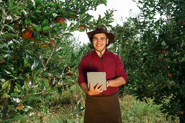 Młody Człowiek Szczęśliwy Ogrodzie Zbierać Jabłka Dojrzałe Rolnik Jego Własny — Zdjęcie stockowe