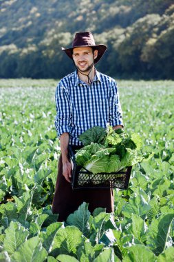 Genç bir adam olgun kırpma kutusu lahana tutan şapkalı. Mutlu çiftçi onun sahada hasat.