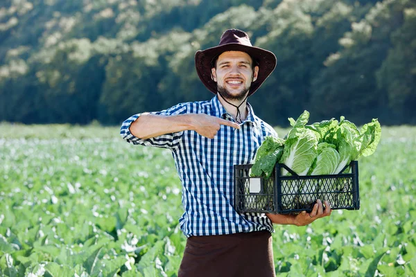 A young man in a hat holding box with ripe crop of cabbage. Happy farmer harvesting on his field.