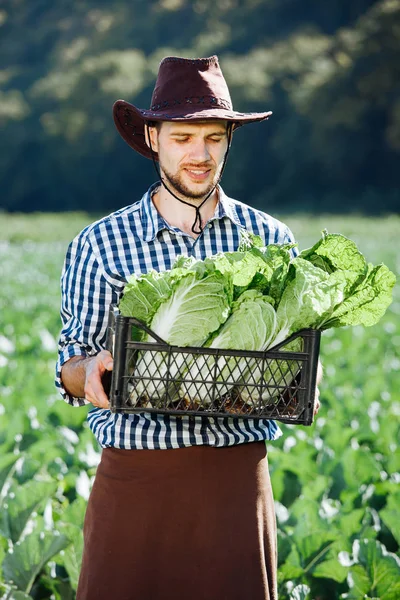 Mladý Muž Klobouku Drží Box Zralé Plodiny Zelí Happy Farmář — Stock fotografie