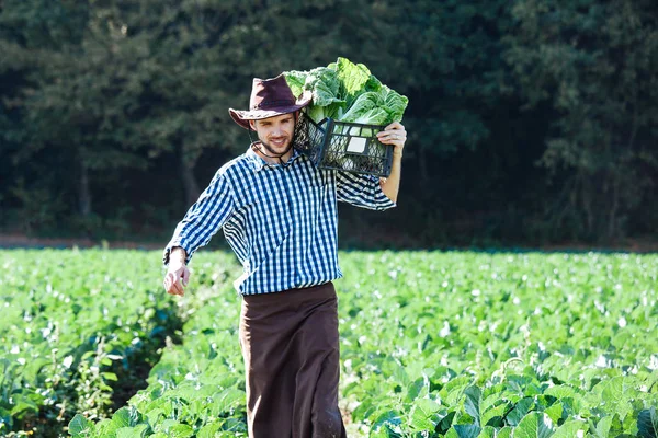 Mladý Muž Klobouku Drží Box Zralé Plodiny Zelí Happy Farmář — Stock fotografie