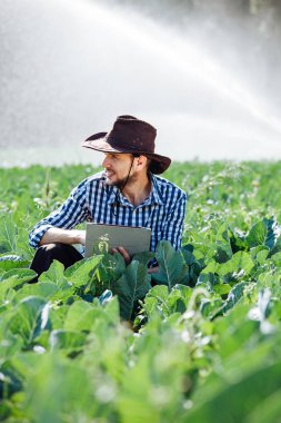 Çiftçi sulama sistemi arka plan üzerinde dijital tablet bilgisayar kullanarak. Genç bir ziraat mühendisi bir plantasyonda oturur ve ürün kalitesini denetler.