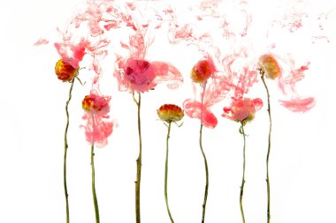 Kırmızı ve sarı sonbahar çiçekler içinde beyaz bir arka plan üzerinde suda. Çiçek mi pembe akrilik boya ile su altında.