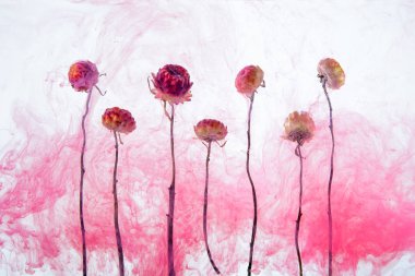 Kırmızı ve sarı sonbahar çiçekler içinde beyaz bir arka plan üzerinde suda. Çiçek mi pembe akrilik boya ile su altında.