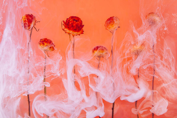 Красные и желтые осенние цветы внутри в воде на оранжевом фоне. Цветы под водой с акриловыми белыми красками
.