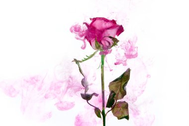 Yeşil pembe Gül, beyaz bir arka plan üzerinde içinde su bırakır. Suluboya stili ve Roze soyut resim.