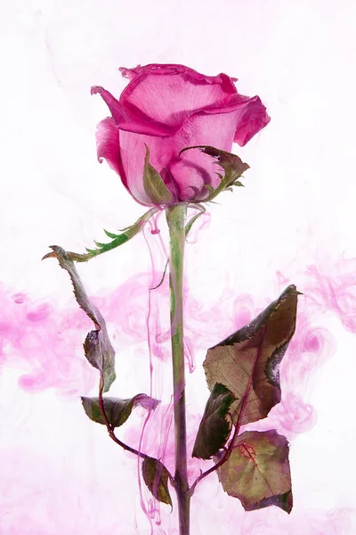 Vaaleanpunainen Ruusu Vihreät Lehdet Veden Sisällä Valkoisella Pohjalla Vesiväri Tyyli — kuvapankkivalokuva