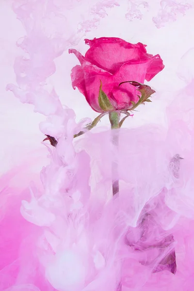 粉红色的玫瑰与绿叶在水中的白色背景 红玫瑰的水彩风格与抽象形象 — 图库照片