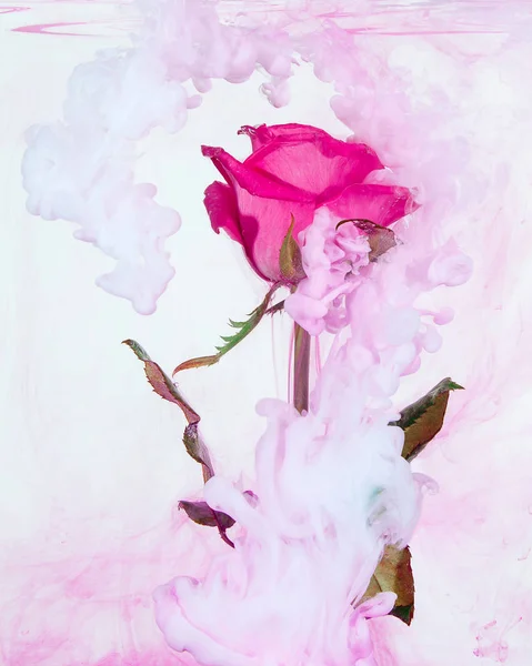 Rose Rose Avec Des Feuilles Vertes Intérieur Eau Sur Fond — Photo