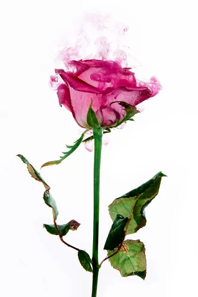 Rosa Rose Mit Grünen Blättern Wasser Auf Weißem Hintergrund Aquarell — Stockfoto