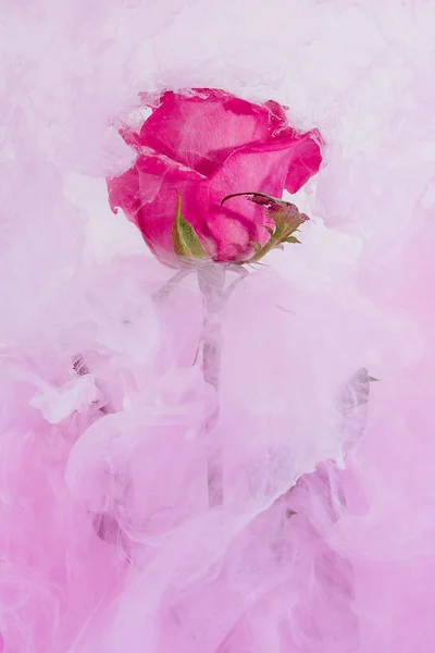 Yeşil pembe Gül, beyaz bir arka plan üzerinde içinde su bırakır. Suluboya stili ve Roze soyut resim.